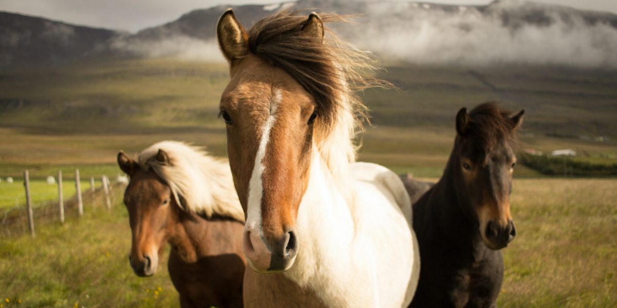 three assorted-color horses running away from a mountain