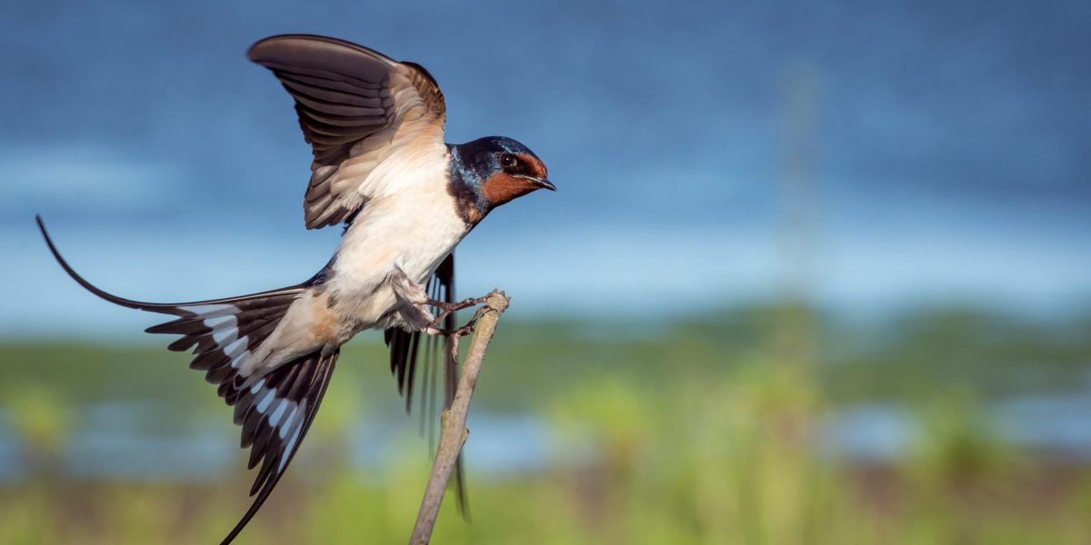 macro-photography blue, brown, and white sparrow on branch
