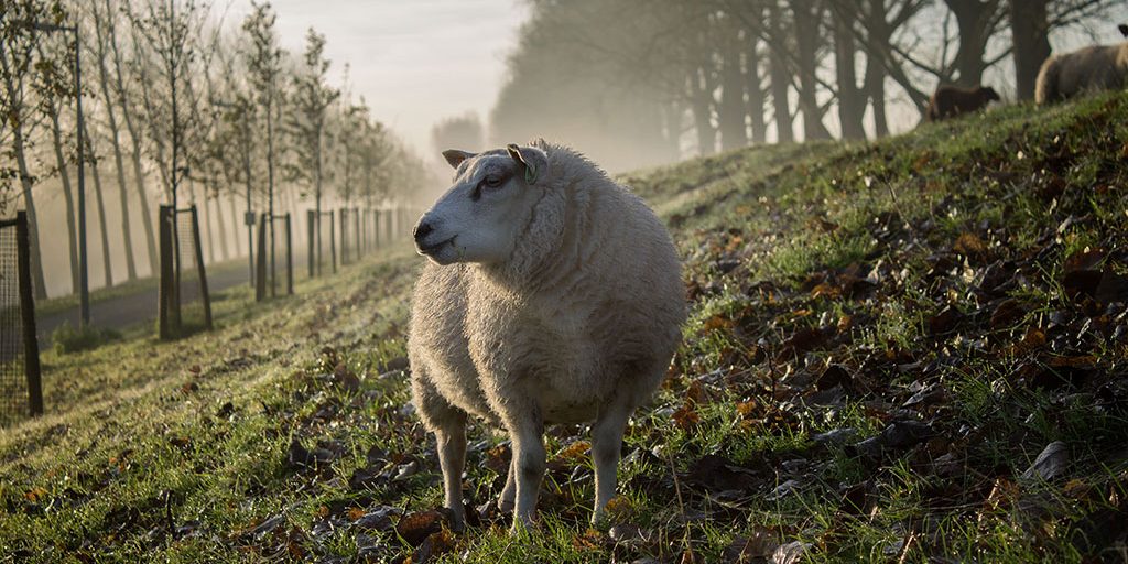 Sheep