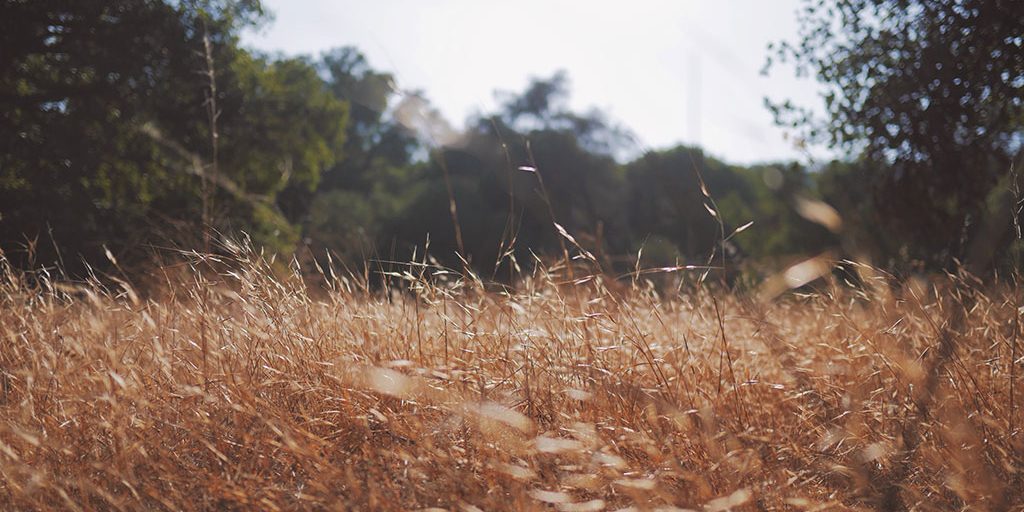 Field