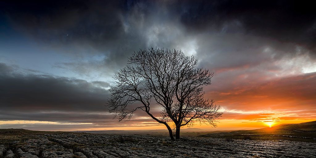 Tree sunset