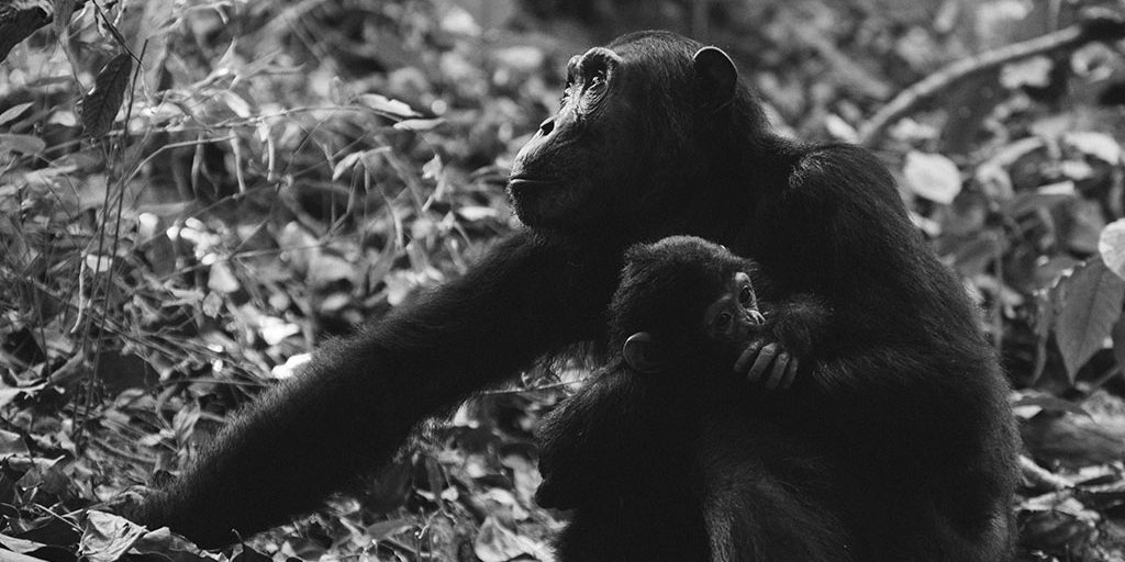 Chimpanzee
