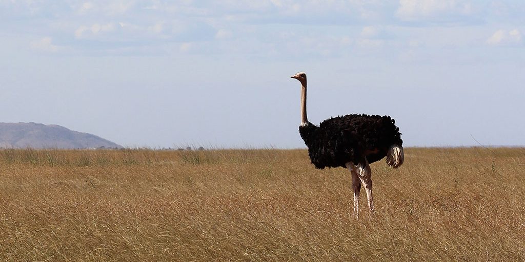 Ostrich