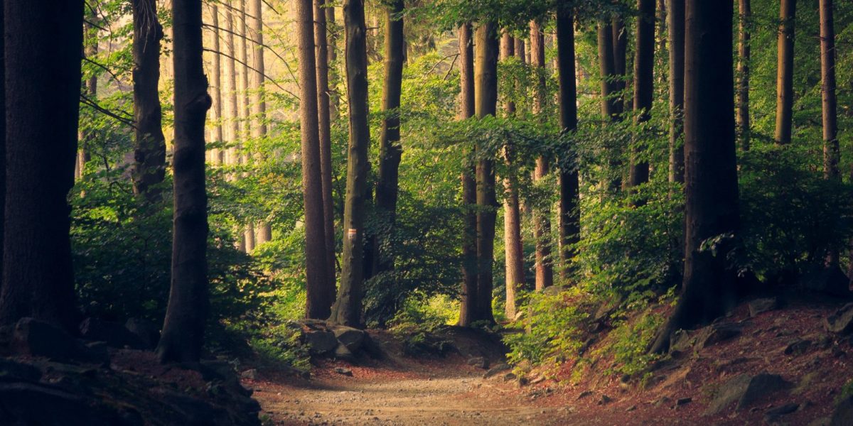 forest trees